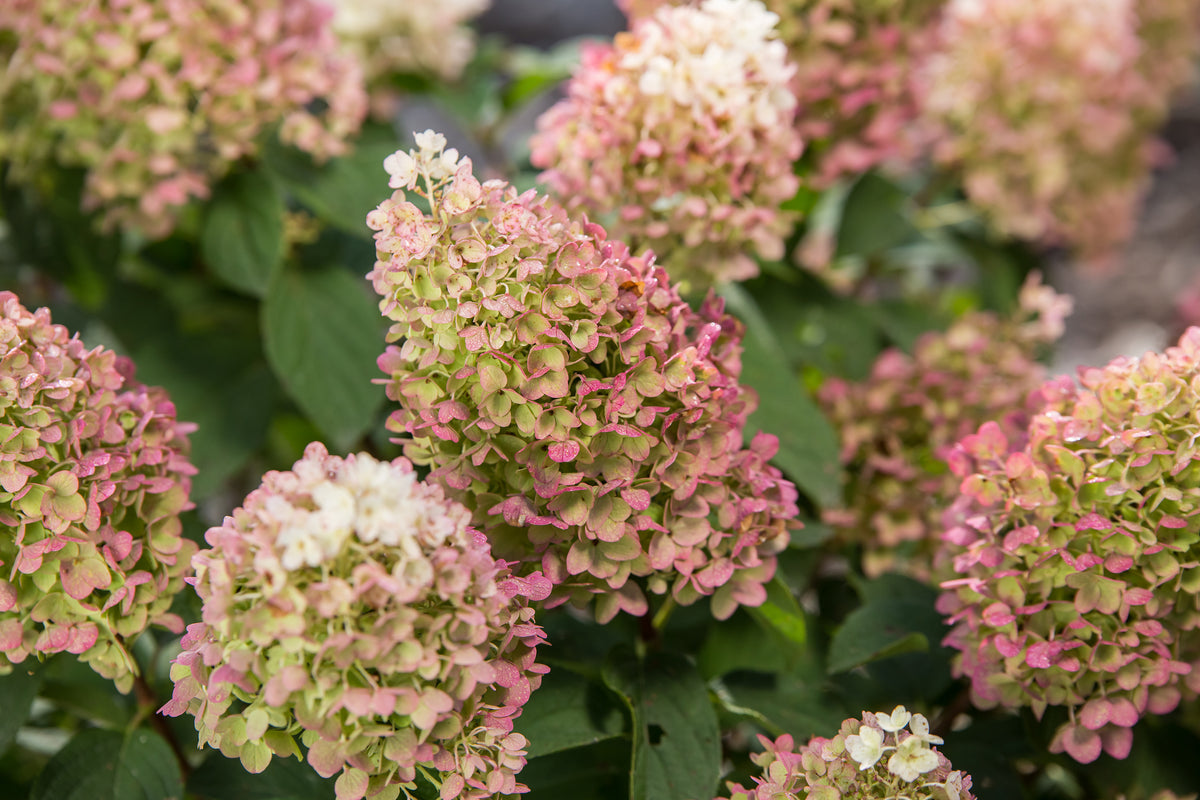 Little Hottie Panicle Hydrangea (Hydrangea pan. 'Little Hottie')