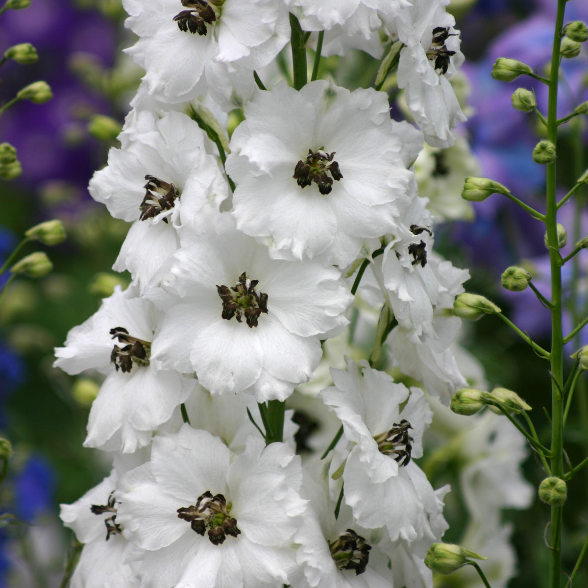Black Eyed Angels Delphinium (Delphinium 'Black Eyed Angels')