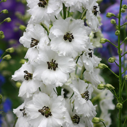 Black Eyed Angels Delphinium (Delphinium 'Black Eyed Angels')