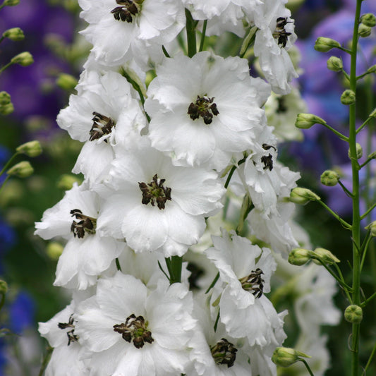 Black Eyed Angels Delphinium (Delphinium 'Black Eyed Angels')