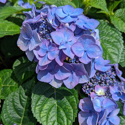 Endless Summer® Pop Star Mophead Hydrangea - photo 2