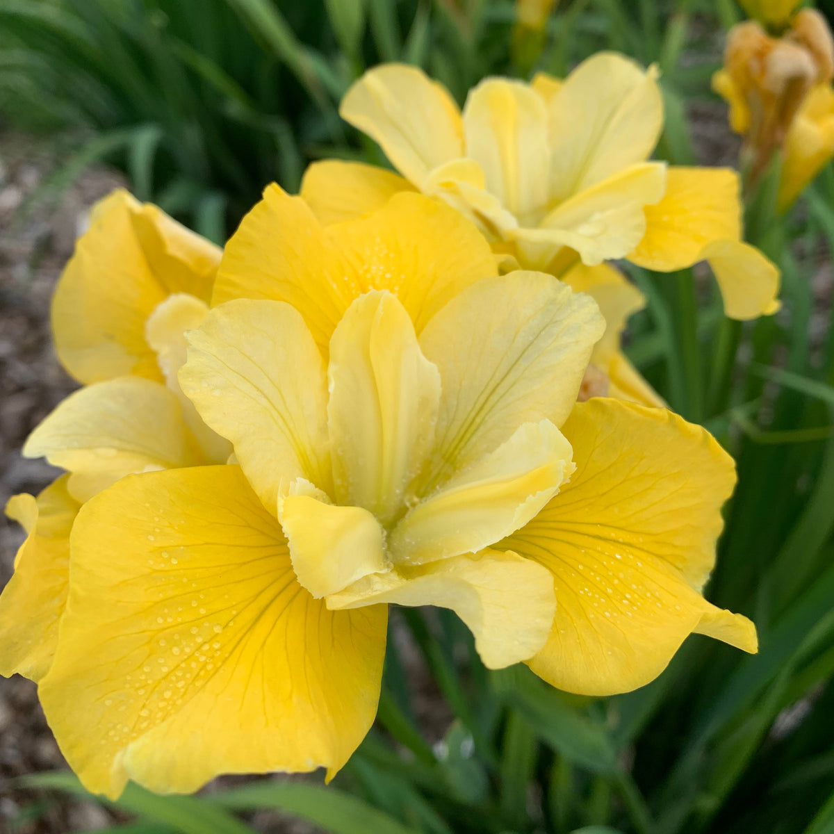 Sunfisher Siberian Iris - photo 2