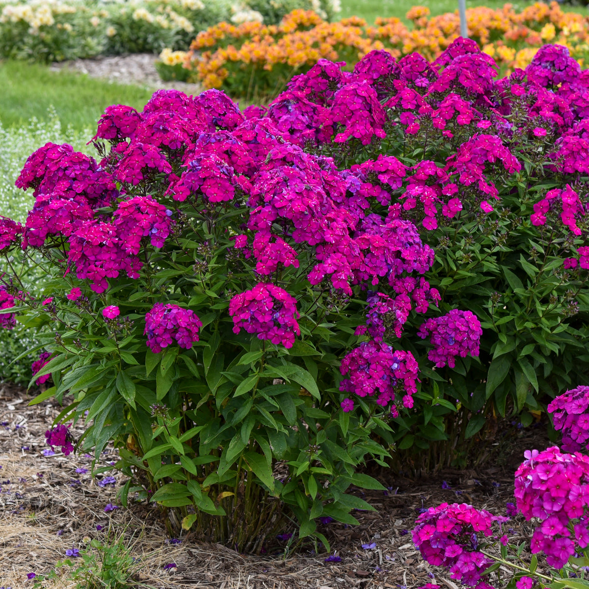 Luminary® Ultraviolet Tall Garden Phlox (Phlox luminary 'Ultraviolet')