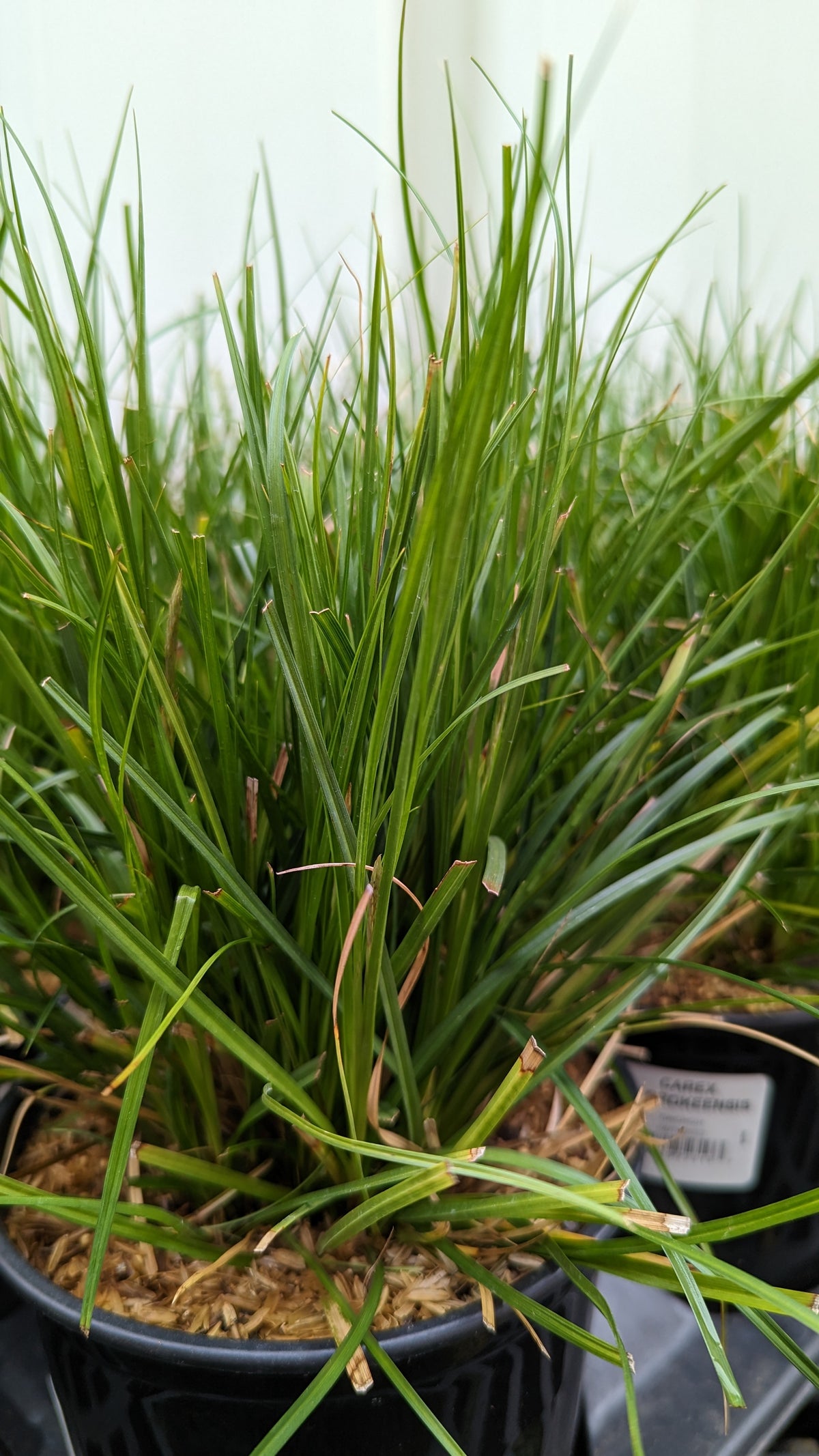 Cherokee Sedge (Carex cherokeensis)