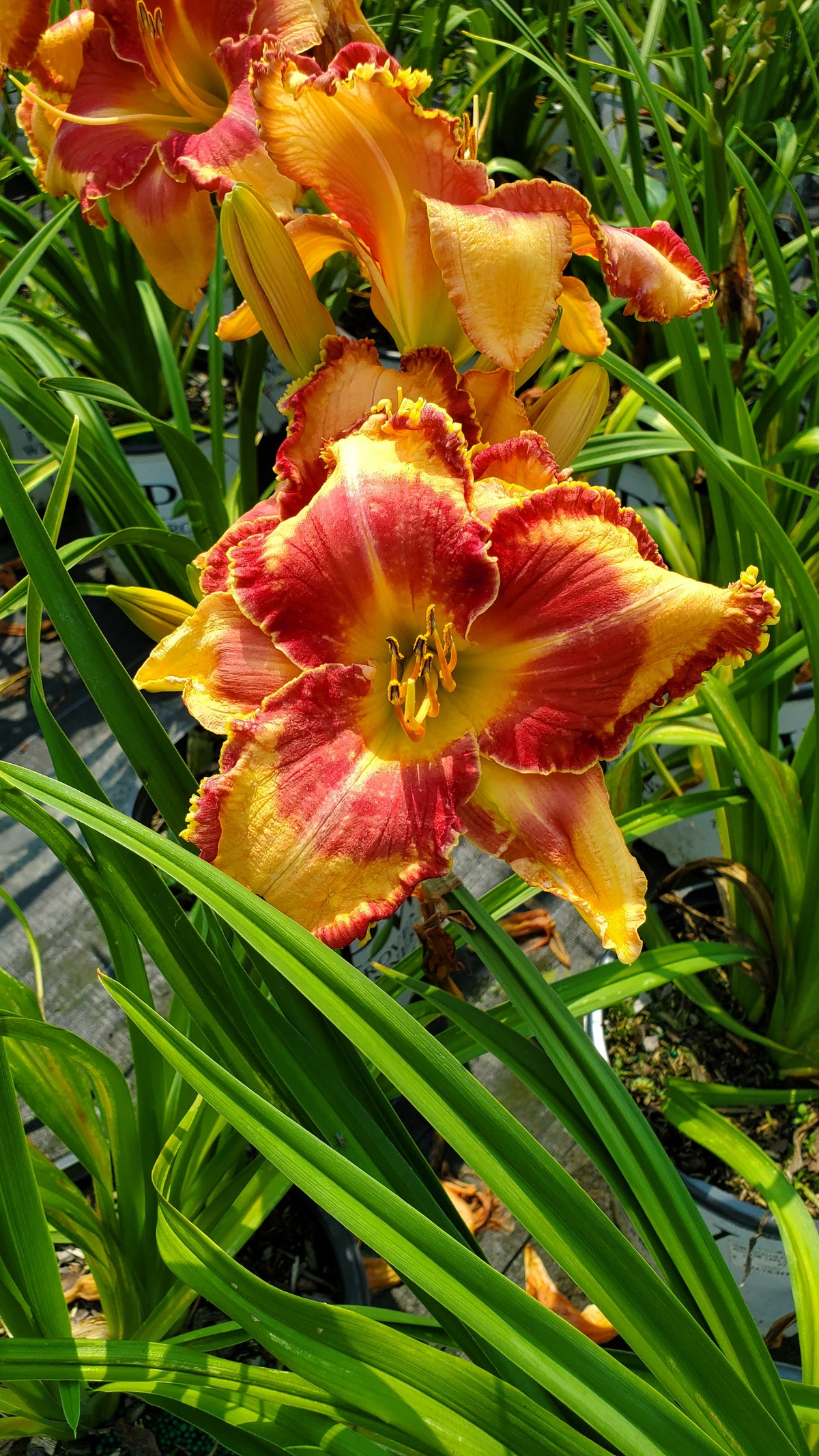 Rainbow Rhythm® Lake of Fire Daylily (Hemerocallis rainbow rhythm 'Lake of Fire')
