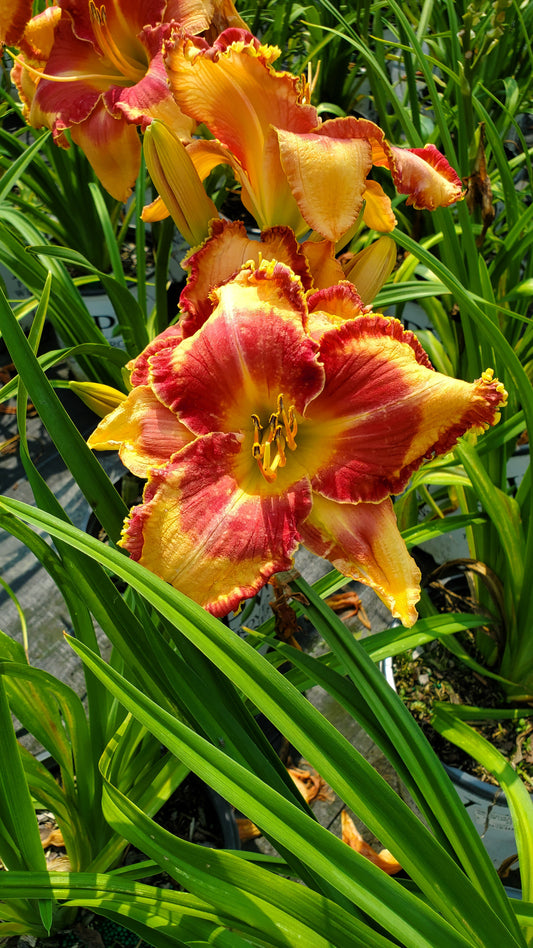 Rainbow Rhythm® Lake of Fire Daylily (Hemerocallis rainbow rhythm 'Lake of Fire')