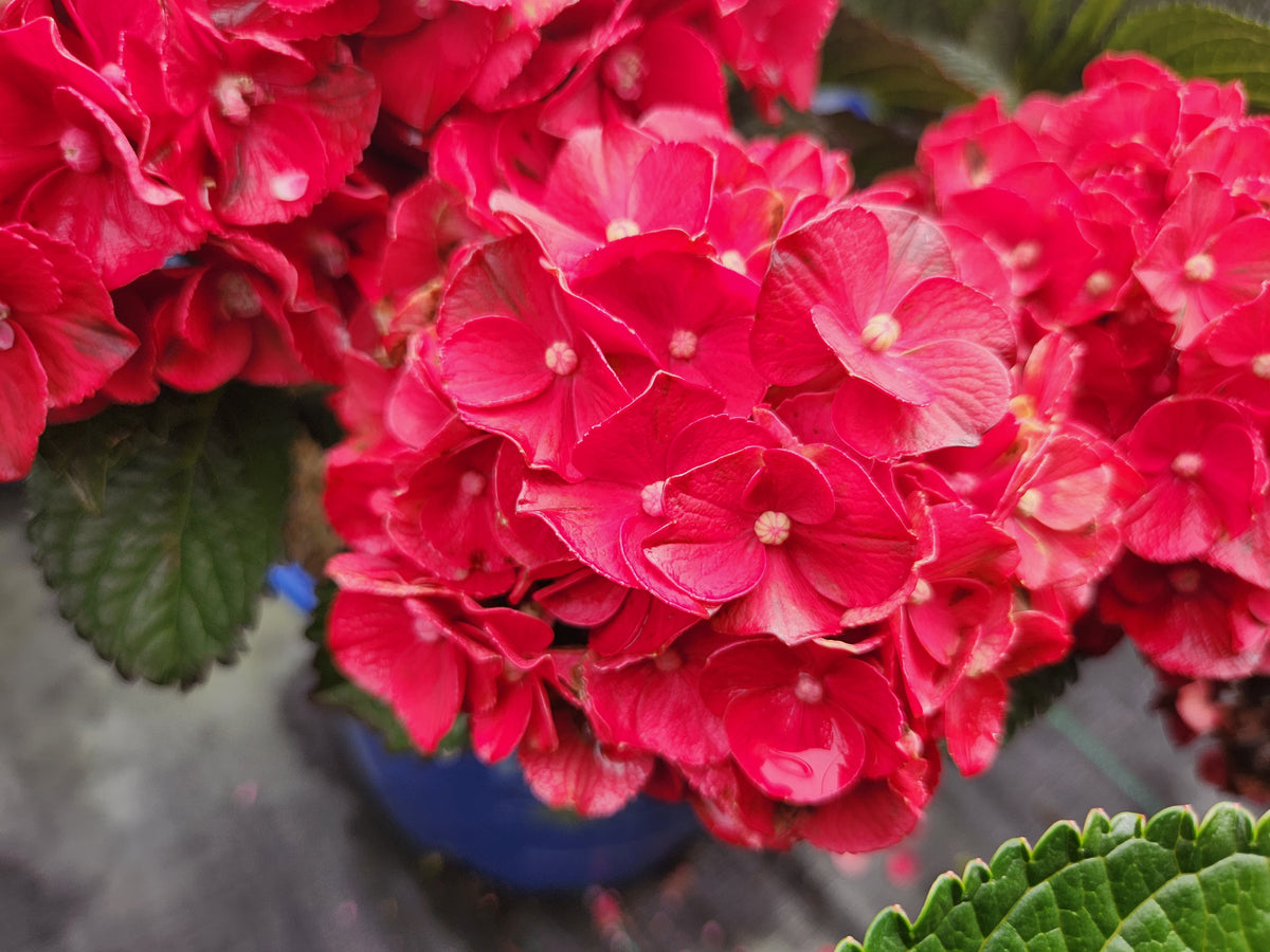 Cherry-Go-Round Mophead Hydrangea (Hydrangea m 'Cherry-go-round')