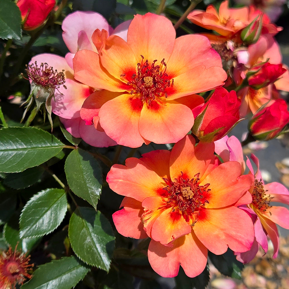 Flower Carpet® Peach | Groundcover Rose