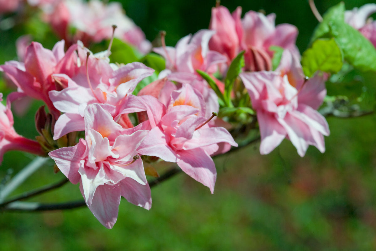 Electric Lights™ Double Pink Azalea (Rhododendron Electric Lights™ Double Pink)