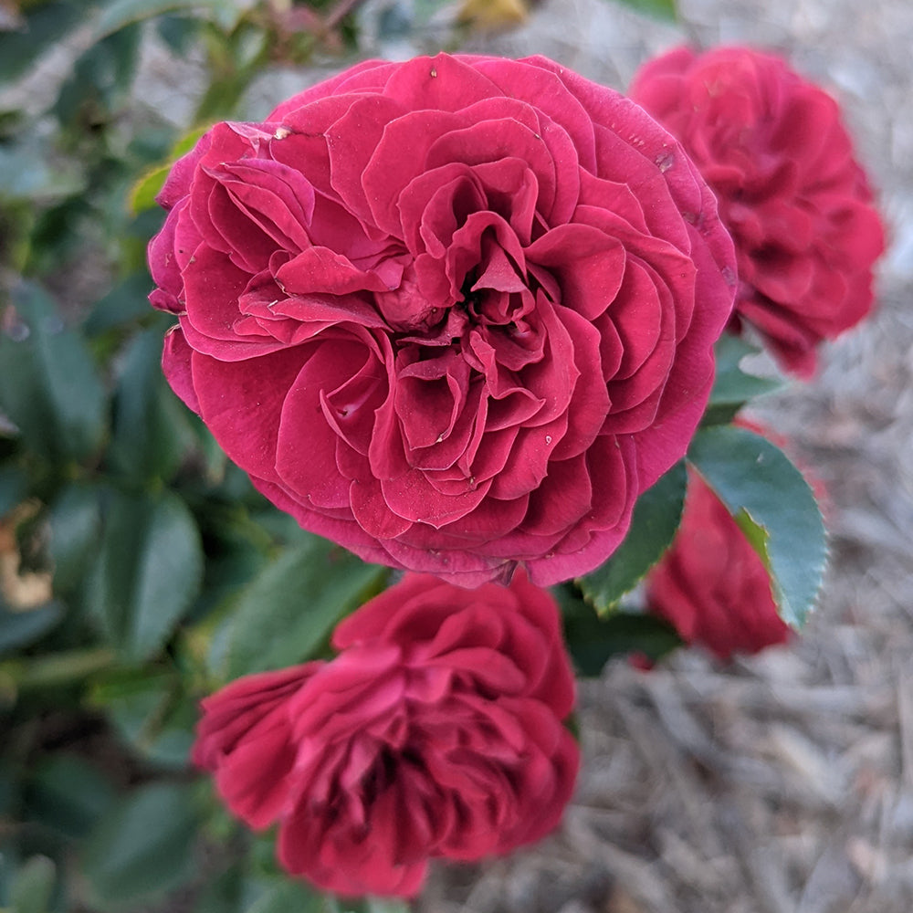 True Love™ | Rose