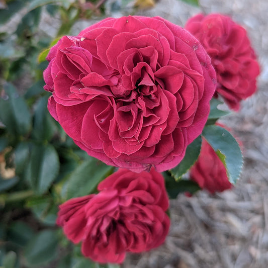 True Love™ | Rose