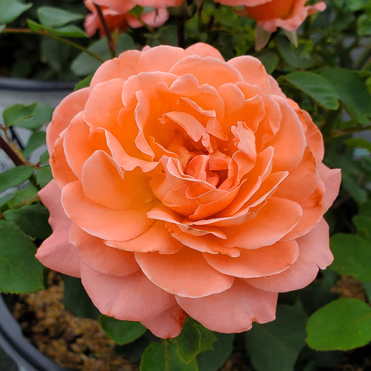 Reminiscent® Coral Rose Shrub Rose (Rosa reminiscent 'Coral')