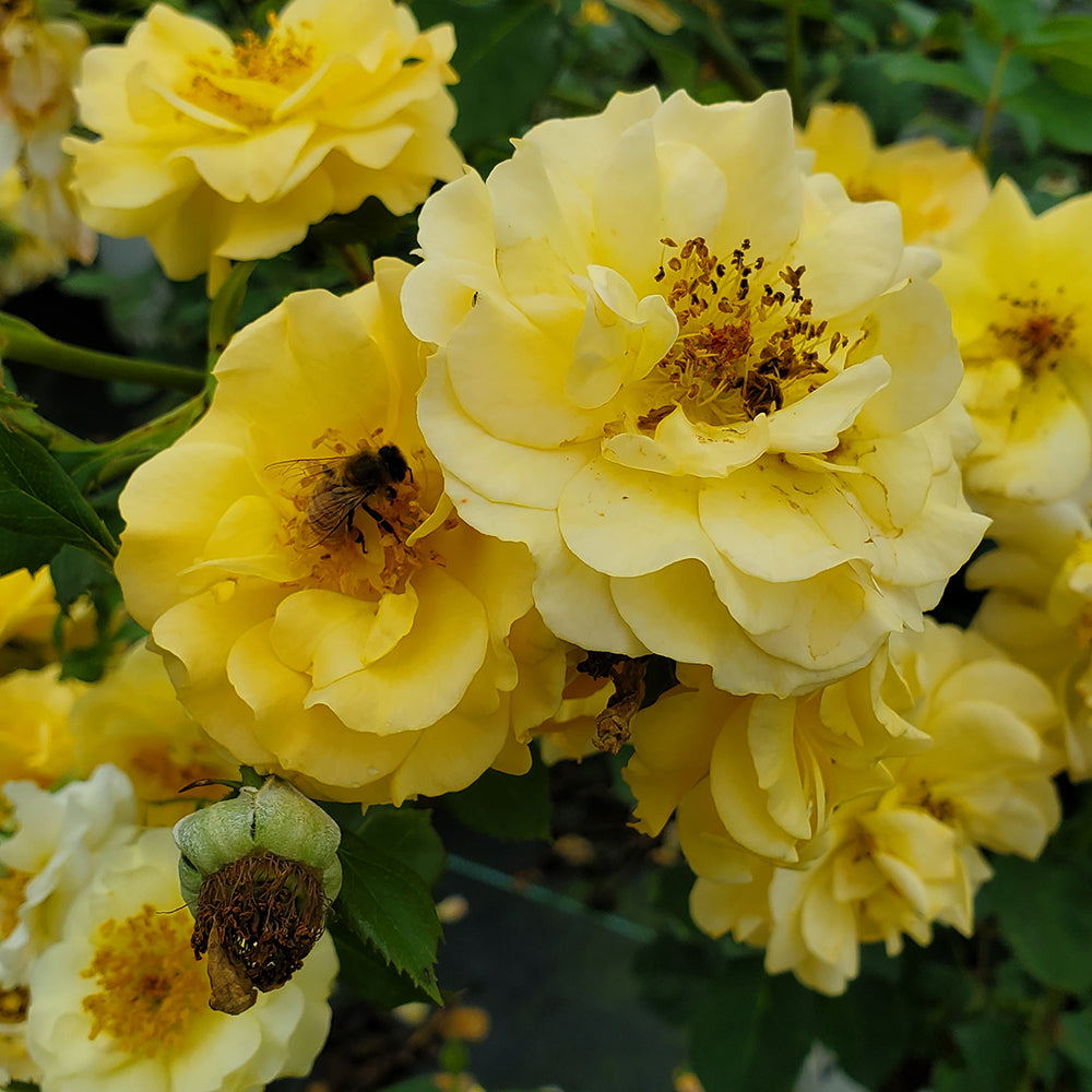 Rise Up™ Amberness Rose Shrub Rose (Rosa rise up amberness)