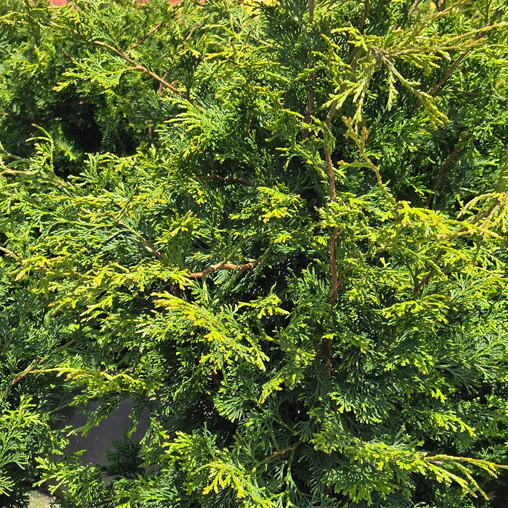 Wells Special False Cypress (Chamaecyparis obtusa 'Wells Special')
