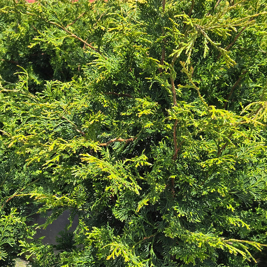 Wells Special False Cypress (Chamaecyparis obtusa 'Wells Special')