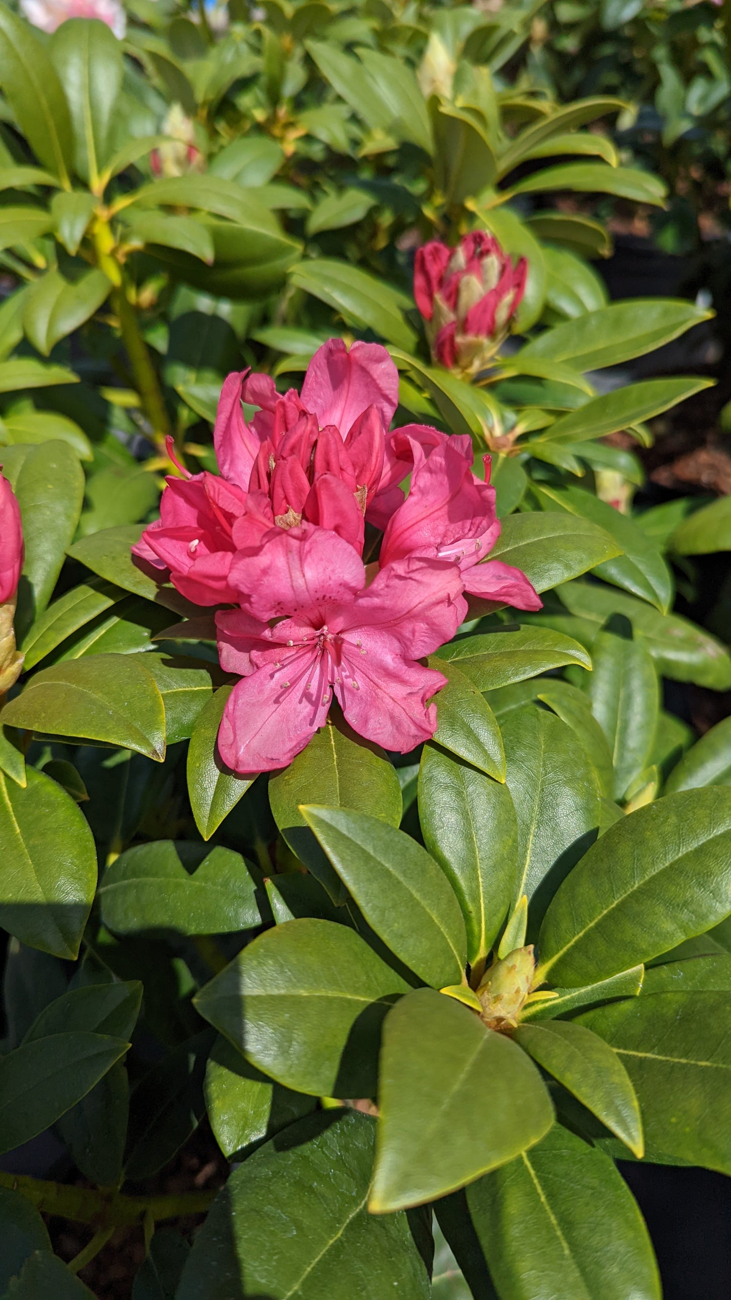 Holden's™ Pink | Rhododendron