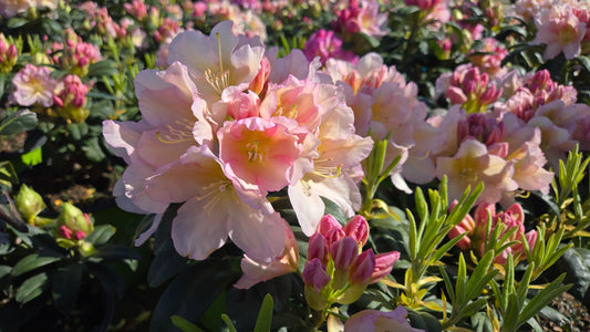 Holden's™ Peach | Rhododendron