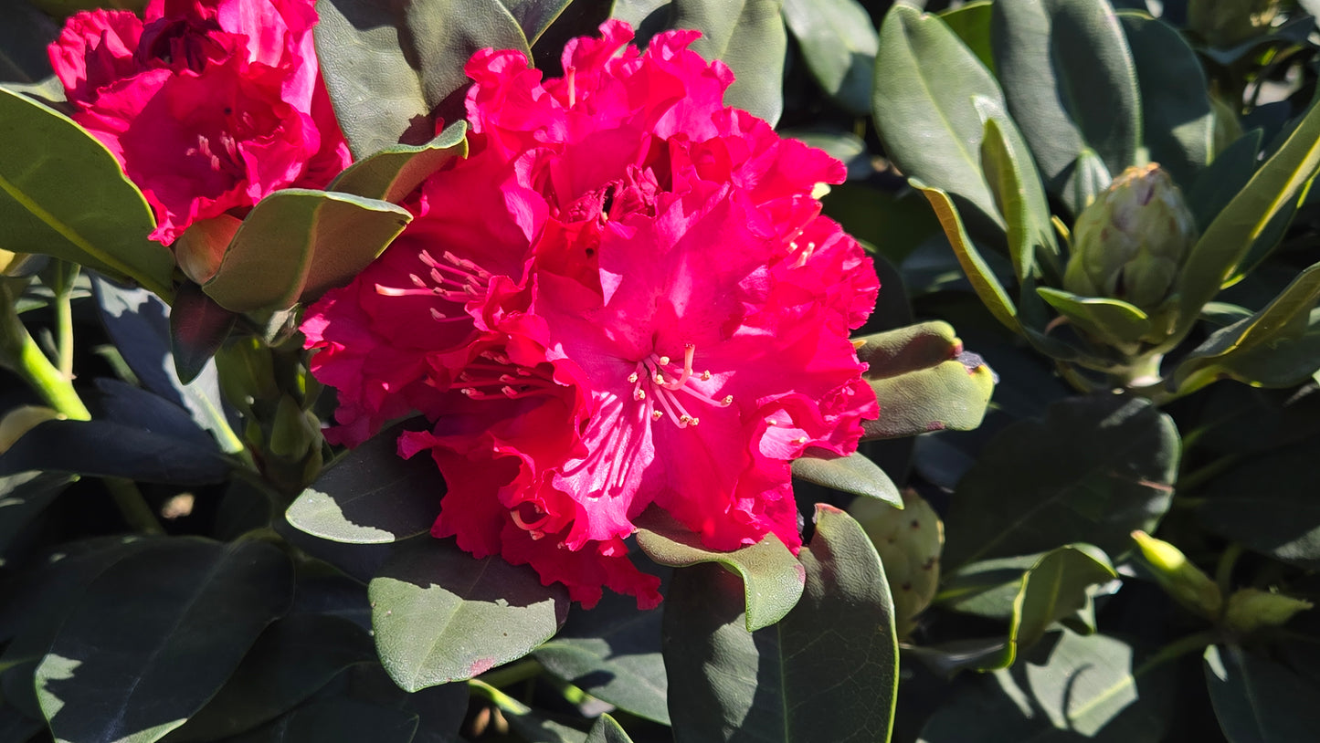 Holden's™ Red | Rhododendron