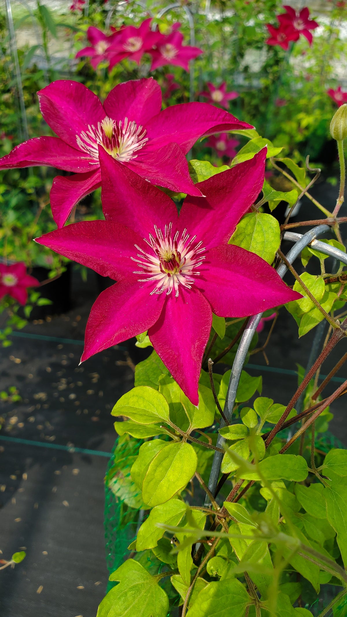 Gardland® Tekla™ Clematis (Clematis 'Tekla')