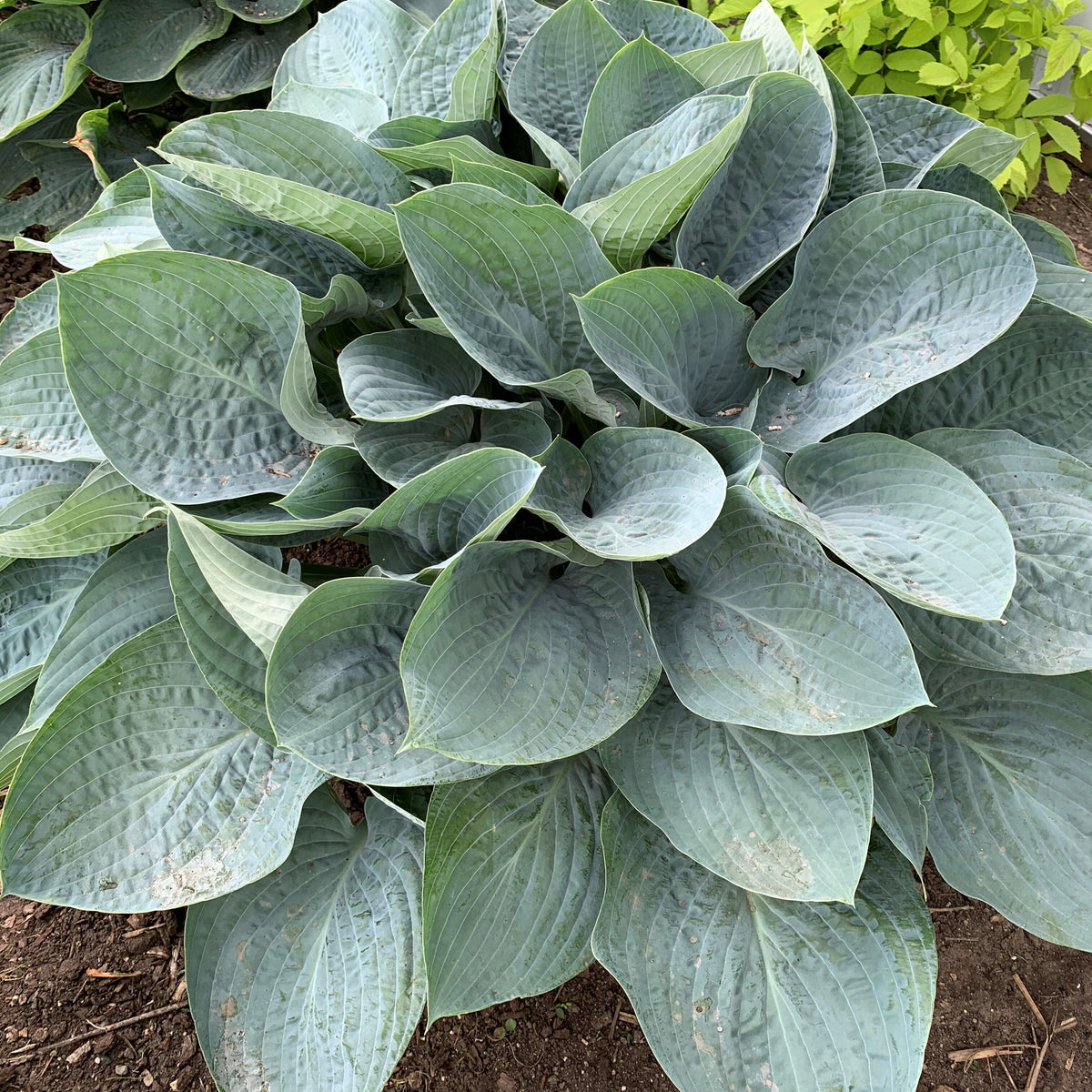 Shadowland® Above the Clouds Hosta (Hosta shadowland 'Above the Clouds')