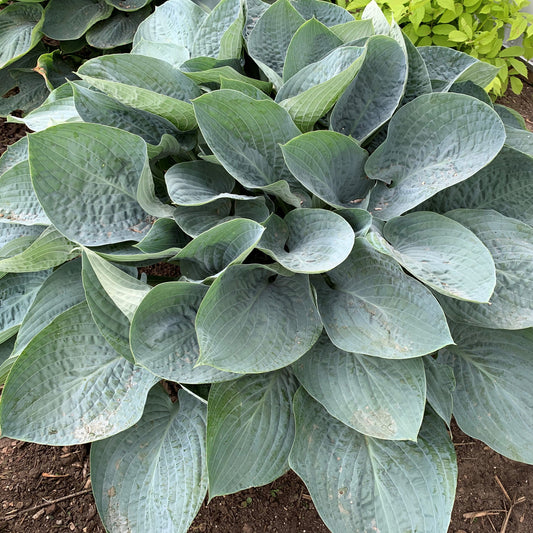 Shadowland® Above the Clouds Hosta (Hosta shadowland 'Above the Clouds')