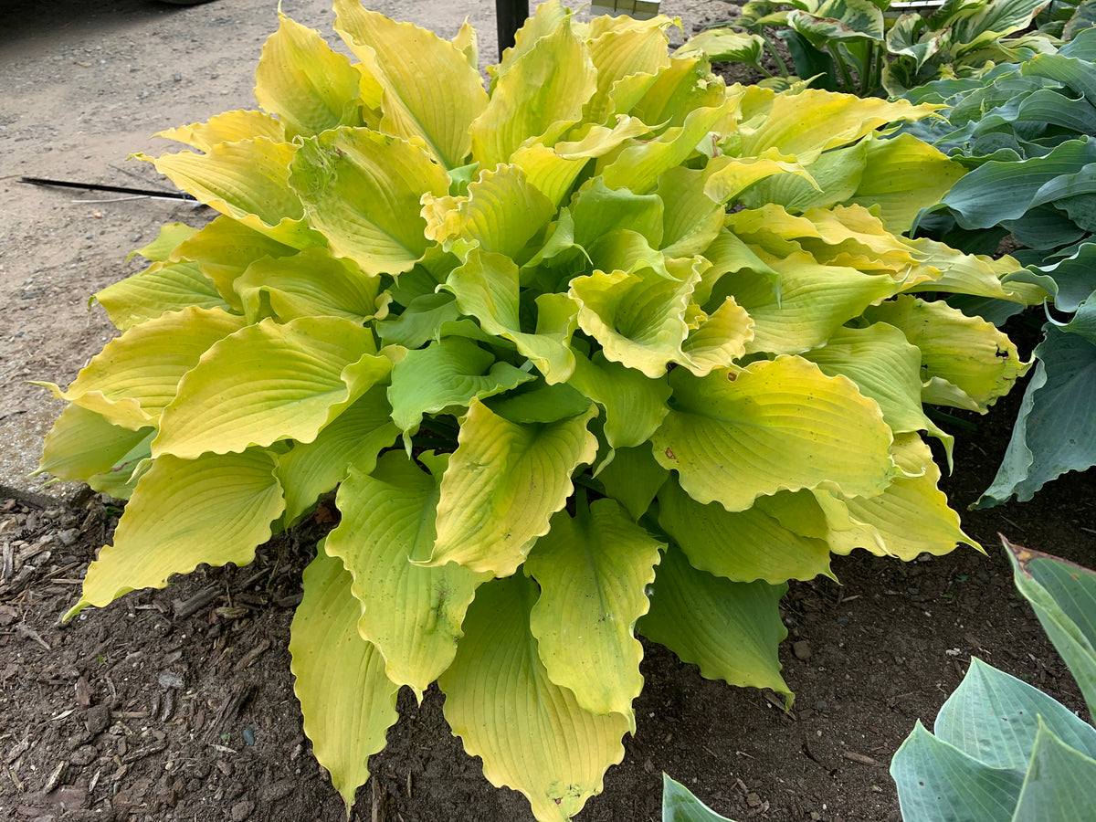 Shadowland® Echo the Sun Hosta (Hosta shadowland 'Echo the Sun')