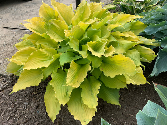 Shadowland® Echo the Sun Hosta (Hosta shadowland 'Echo the Sun')