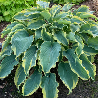 Shadowland® Voices in the Wind Hosta - photo 2