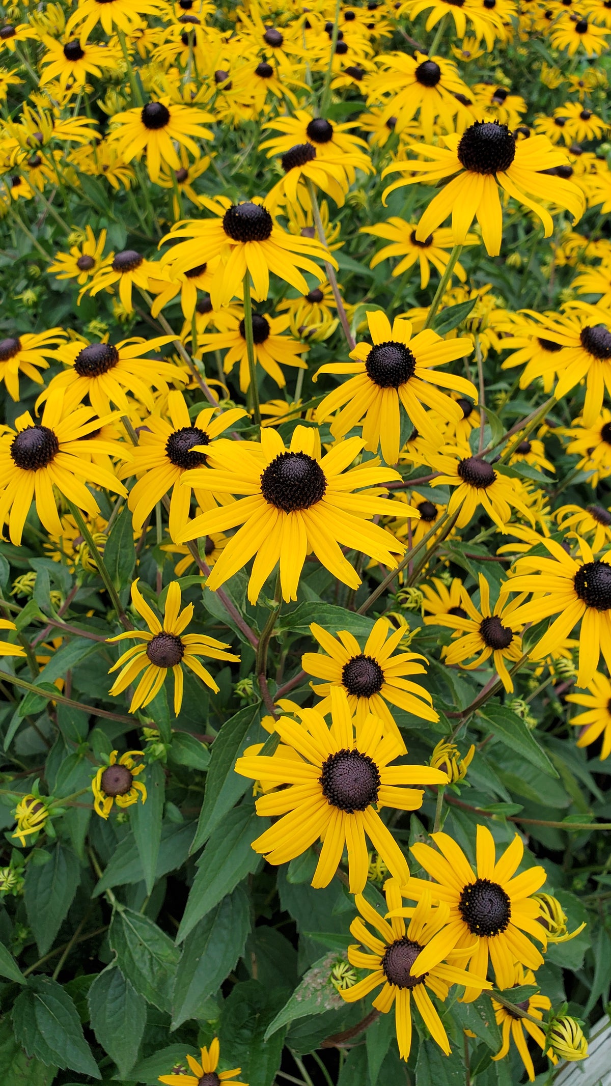 Goldblitz | Black-Eyed Susan