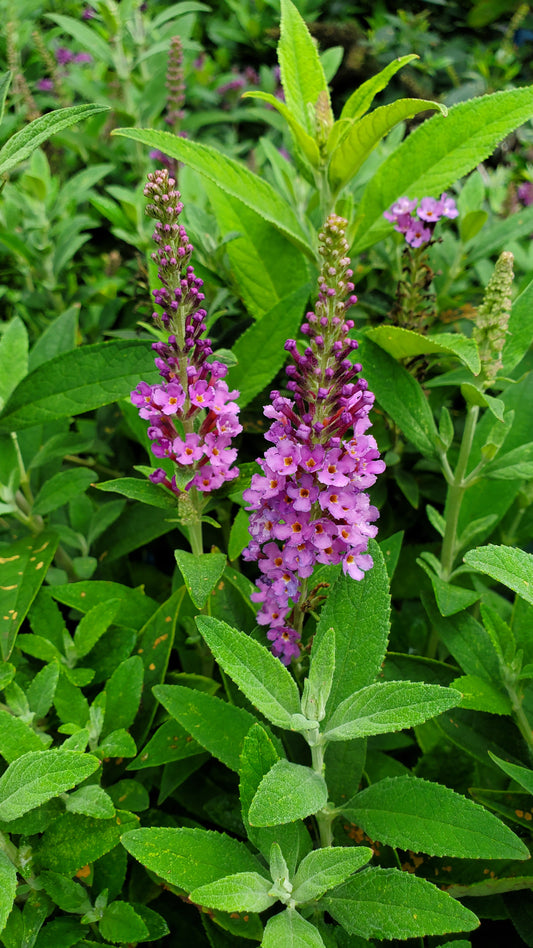 Birthday Cake | Butterfly Bush