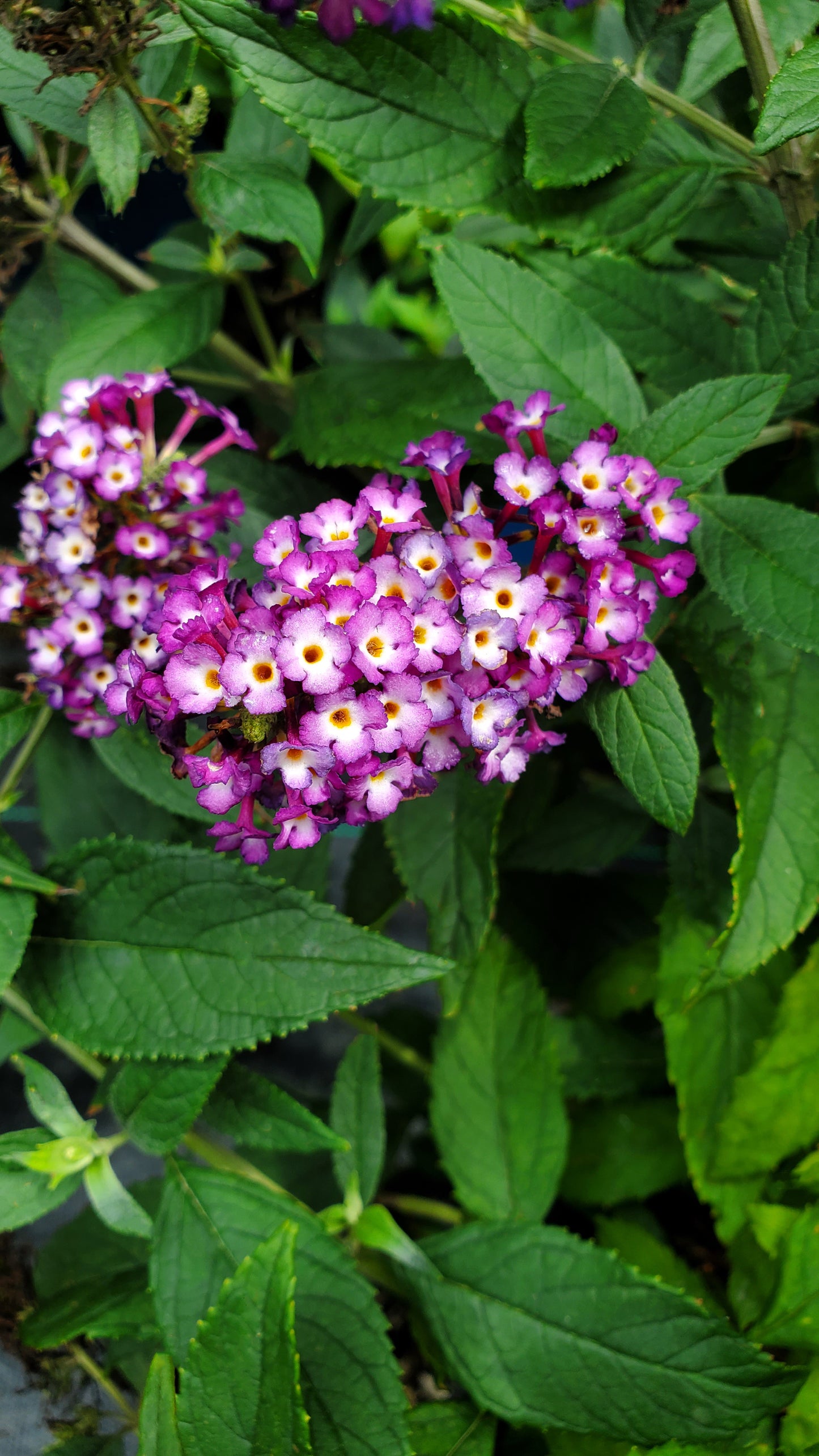 Blueberry Pie | Butterfly Bush