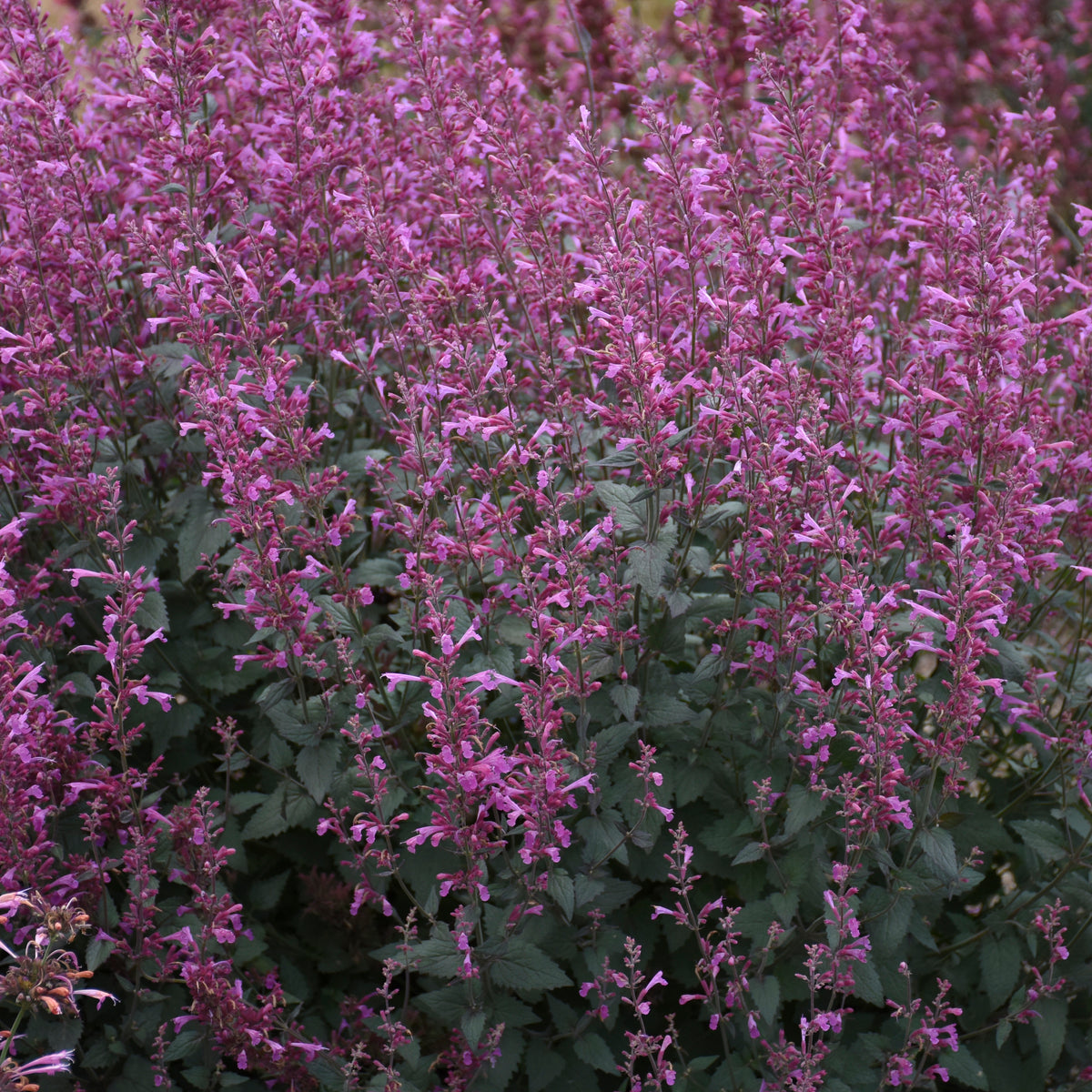 Meant To Bee® Royal Raspberry Hyssop (Agastache meant to bee 'Royal Raspberry')