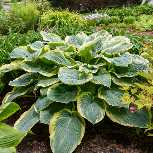 Shadowland® Gigantosaurus Hosta (Hosta 'Gigantosaurus')