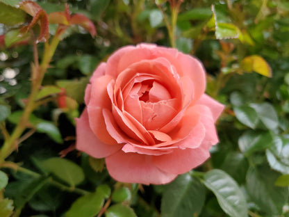 Knock Out® Orange Glow | Rose