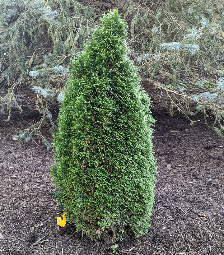 Emerald Petite™ Arborvitae (Thuja occidentalis Emerald Petite™)