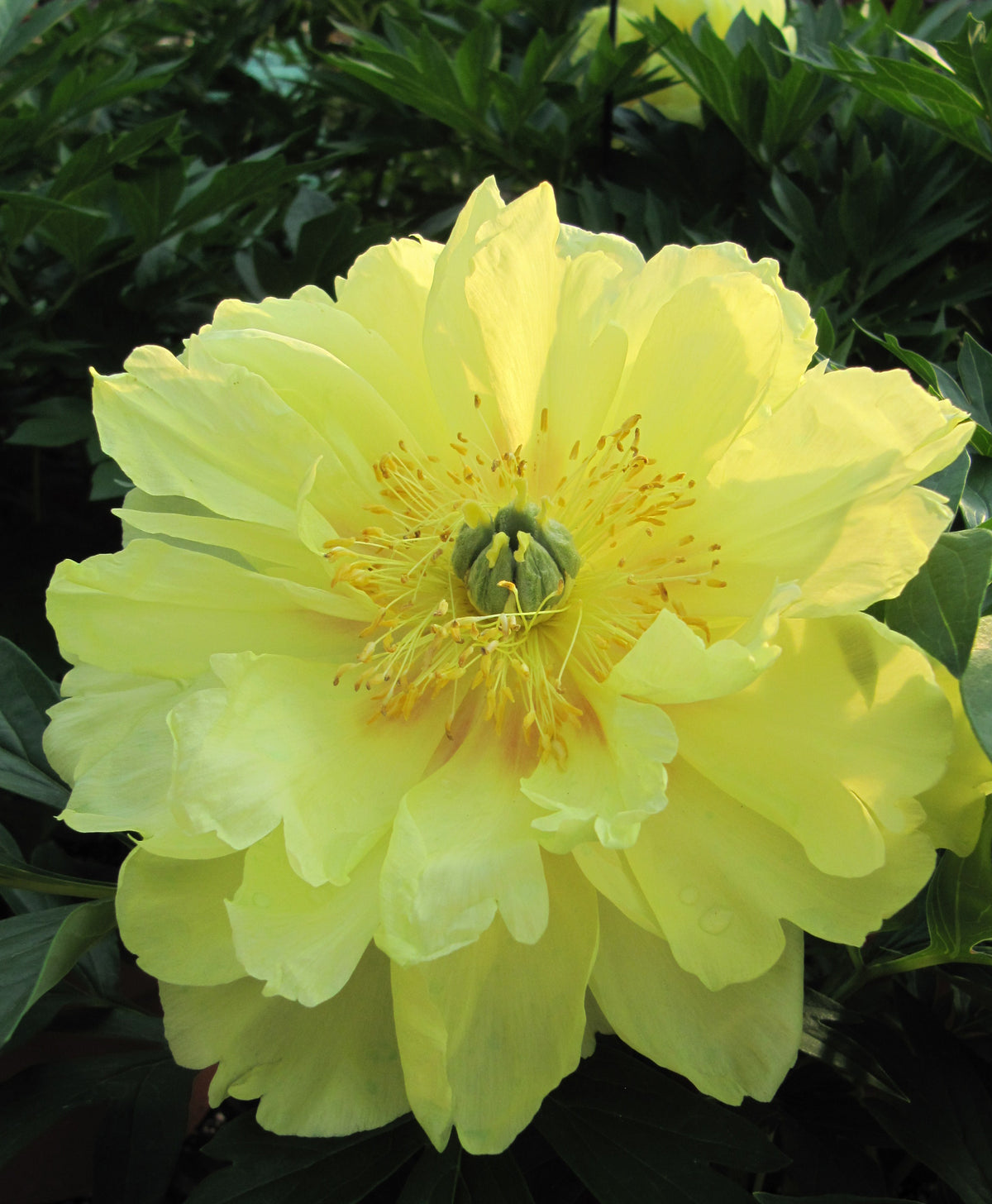 Bartzella | Itoh Peony