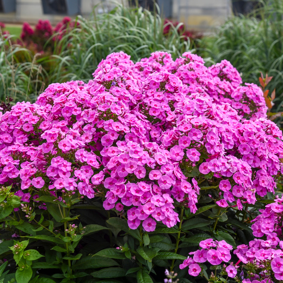 Luminary® Prismatic Pink Tall Garden Phlox (Phlox luminary 'Prismatic Pink')
