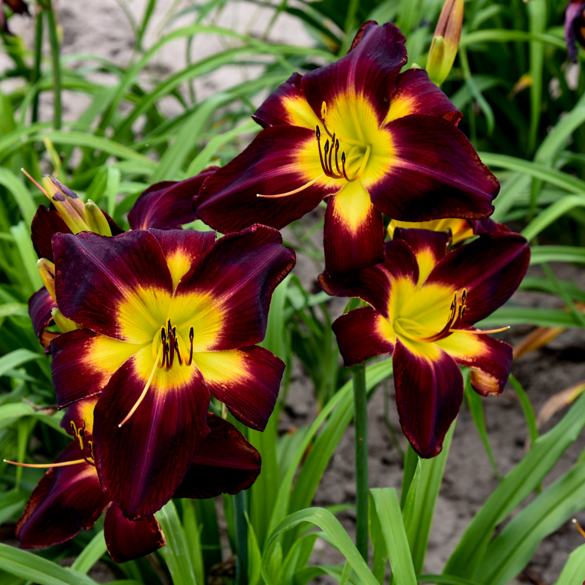 Rainbow Rhythm® Persian Ruby Daylily (Hemerocallis rainbow rhythm 'Persian Ruby')