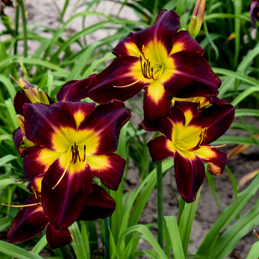 Rainbow Rhythm® Persian Ruby Daylily (Hemerocallis rainbow rhythm 'Persian Ruby')