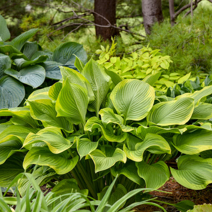 Shadowland® Lone Star Hosta - photo 2