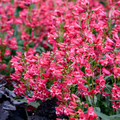 Bejeweled™ Rose Rhinestones Beardtongue - photo 2