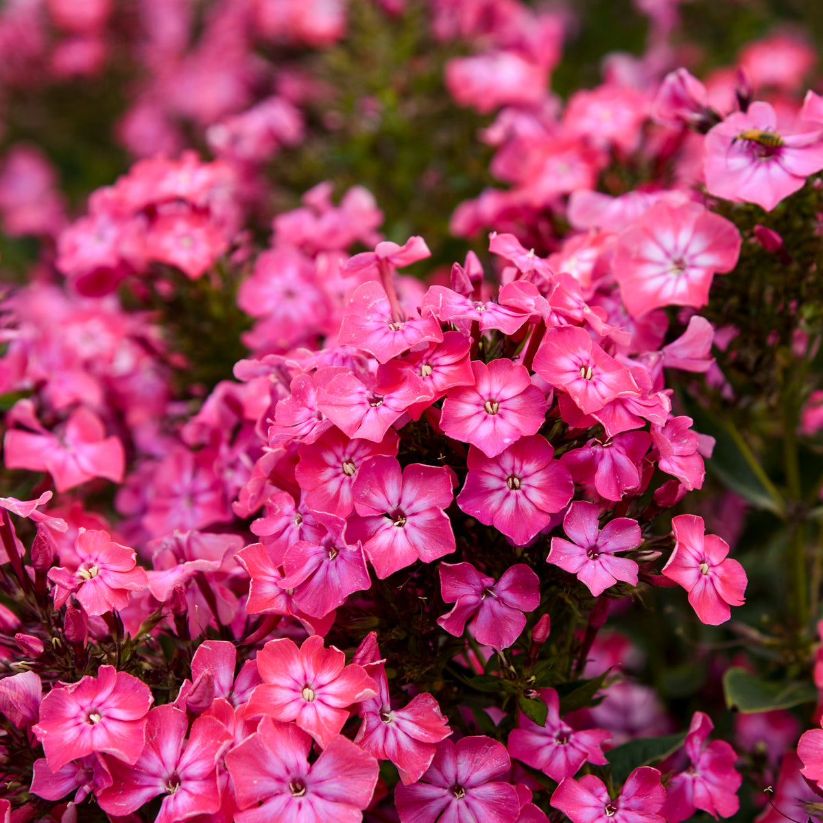 Luminary® Pink Lightning Tall Garden Phlox (Phlox luminary 'Pink Lightning')