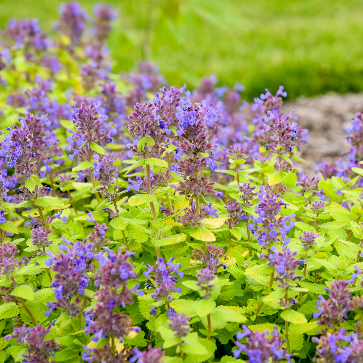 Lemon Purrfection Catmint (Nepeta 'Lemon Purrfection')