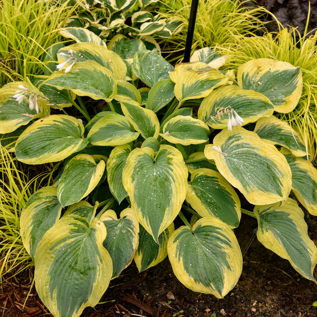 Shadowland® Chance Encounter Hosta (Hosta 'Chance Encounter')