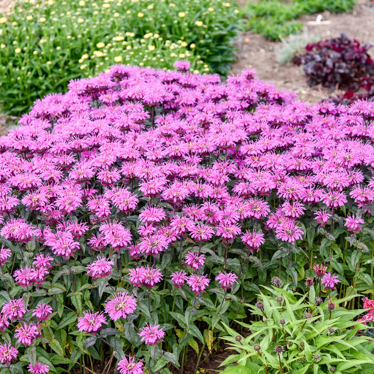 Upscale® Lavender Taffeta Bee Balm (Monarda Upscale® 'Lavender Taffeta')