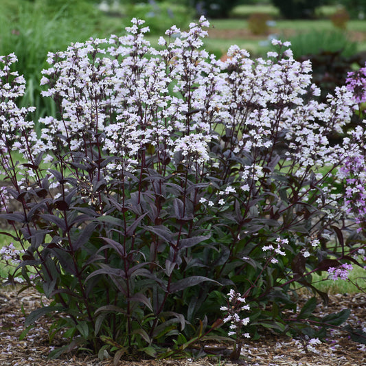 Onyx and Pearls Beardtongue (Penstemon 'Onyx and Pearls')