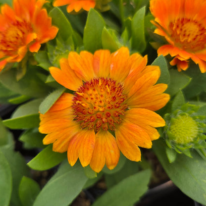 Gusto™ Orange Zest Blanket Flower (Gaillardia Gusto™ 'Orange Zest')