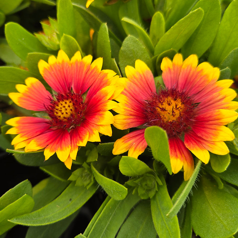 Gusto™ Sweet Chili Blanket Flower (Gaillardia Gusto™ 'Sweet Chili')