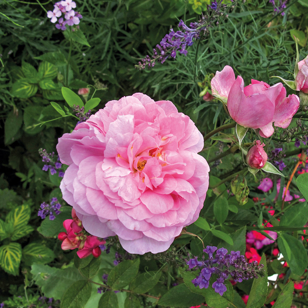The Mayflower David Austin Rose - photo 2
