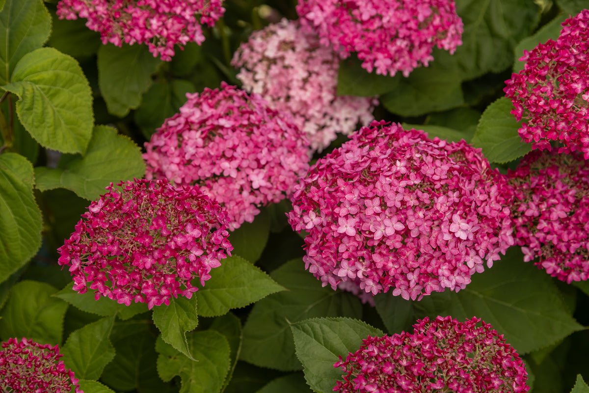 DreamScape™ Smooth Hydrangea - photo 2